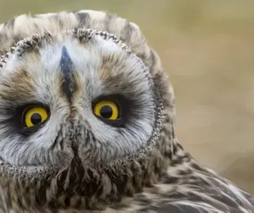 الفرق بين الذكاء والحكمة